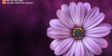 MỖI NGƯỜI LÀ HOA