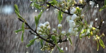 NGƯỜI CÔNG GIÁO CÓ CẦU MƯA KHÔNG?