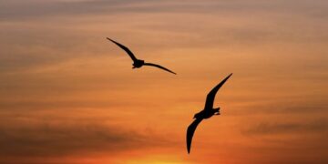 TỰ CAO VÀ TỰ TI