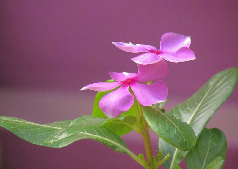 HÃY SỐNG CHÂN THÀNH VÀ THẲNG THẮN