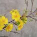 CÁCH LÀM HOA MAI GIẢ BẰNG GIẤY NHÚN (CREPE PAPER)