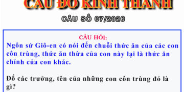 CÂU SỐ 07/2026 – DÀNH CHO HUYNH TRƯỞNG